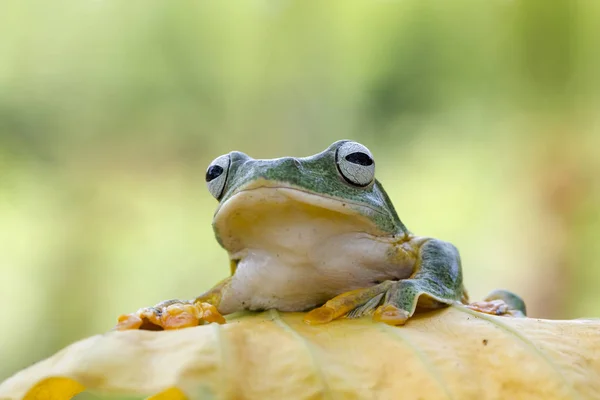 Žába Sedící List Detailní Zobrazení — Stock fotografie