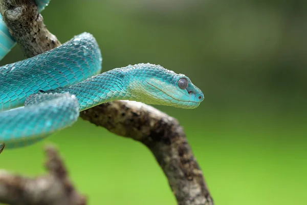 Serpent Vipère Bleu Sur Une Branche Mise Point Sélective — Photo