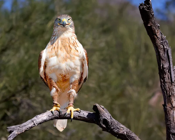 Red Tailed Hawk Sitting Branch Saguaro National Park Tucscon Arizona — Stock Photo, Image