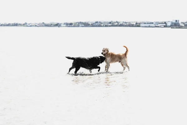 Dos Perros Jugando Juntos Playa — Foto de Stock