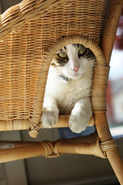Γάτα Κάθεται Μια Ψάθινη Καρέκλα — Φωτογραφία Αρχείου
