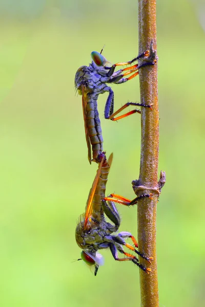 Two Robber Flies Mating Gorontalo Indonesia — Stock Photo, Image