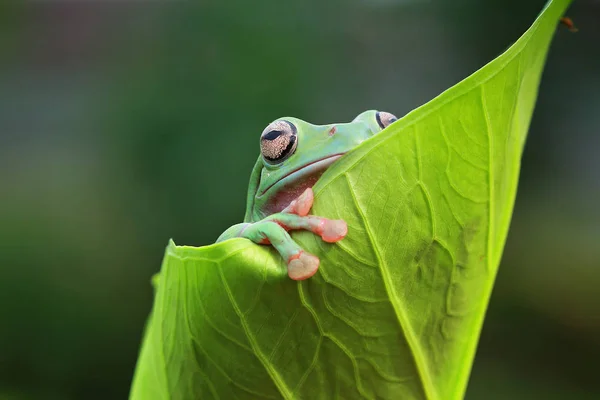 Sapo Gordo Uma Folha Visão Close — Fotografia de Stock