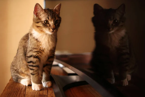 Lustige Katze Beim Betrachten Von Spiegelungen Fernseher — Stockfoto