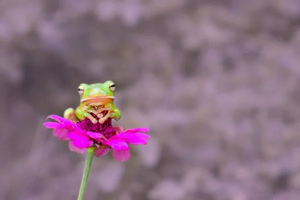 Rzekotka Nowogwinejska Kwiat Widok Zbliżenie — Zdjęcie stockowe