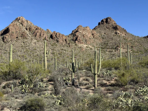 Scenic View Saguaro Cacti Arizona America Usa — Stock Photo, Image