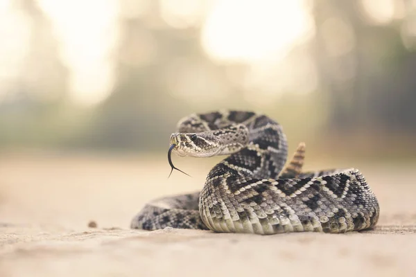 Vista Cerca Serpiente Cascabel Diamondback Oriental Fondo Borroso — Foto de Stock