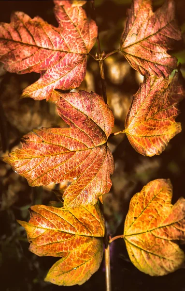 Herfstbladeren Een Wijngaard Kalamunda West Australië Australië — Stockfoto