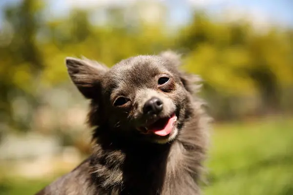 Bulanık Arka Planda Bir Chihuahua Köpek Portresi — Stok fotoğraf