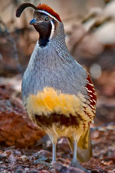 Gambels Kwartel Kleurrijke Vogel Closeup — Stockfoto