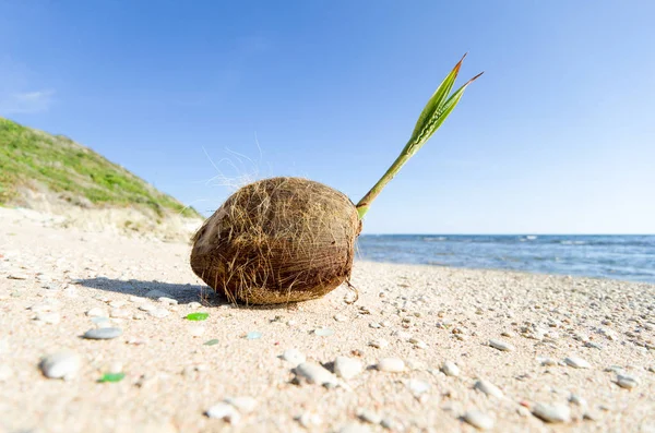 Vértes Nézet Kókuszdió Strandon Barbados — Stock Fotó