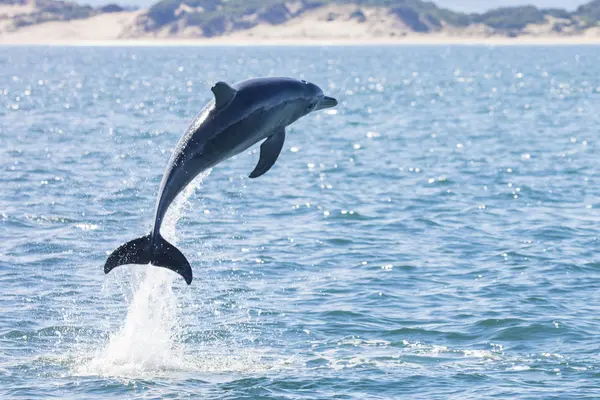 Delphin Springt Aus Dem Ozean Tasmanien Australien — Stockfoto