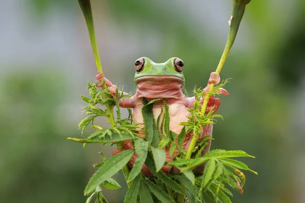 Κοντόχονδρος Δέντρο Βάτραχος Κρατώντας Ένα Φυτό Closeup Προβολή — Φωτογραφία Αρχείου