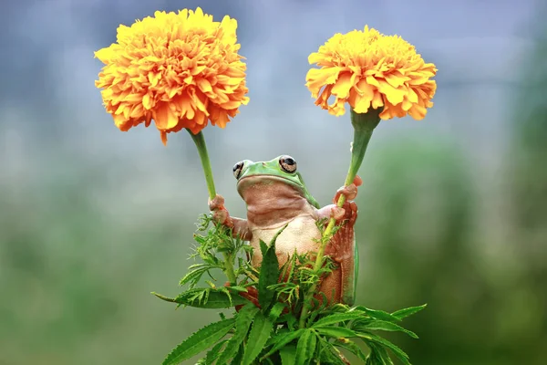 Dumpy Tree Frog Holding Two Flowers Closeup View — Stock Photo, Image