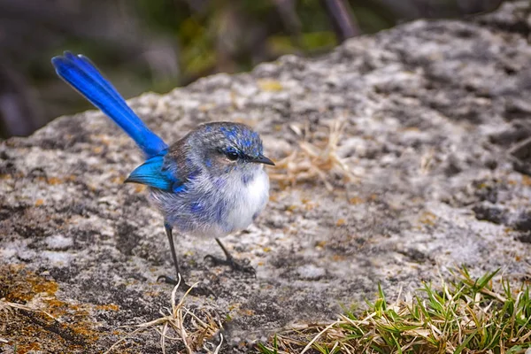 Чудова Фея Wren Захоплених Дикій Природі — стокове фото