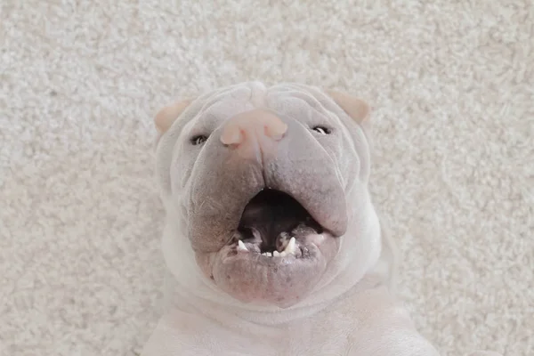 Shar Pei Perro Acostado Una Alfombra Con Boca Abierta Vista — Foto de Stock