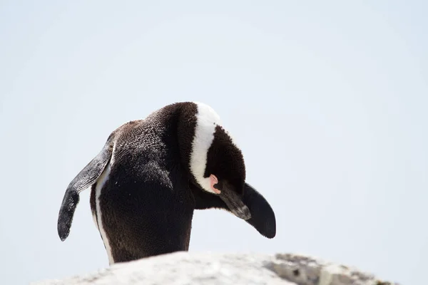 Primo Piano Vista Jackass Pinguino Natura Selvaggia — Foto Stock