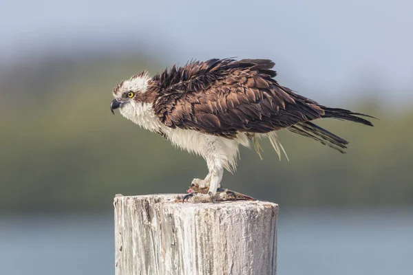 Fischadler Mit Fischfang Vor Verschwommenem Hintergrund — Stockfoto