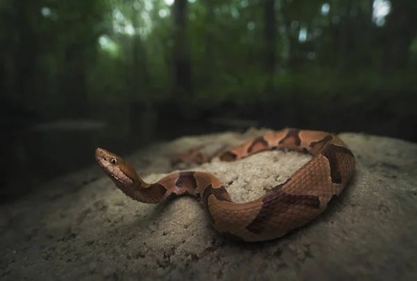 Zuidelijke Copperhead Snake Een Zandbank Door Een Beek — Stockfoto