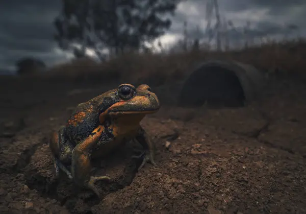 Giant Frog Banjo Widok Zbliżenie Przyrodzie — Zdjęcie stockowe