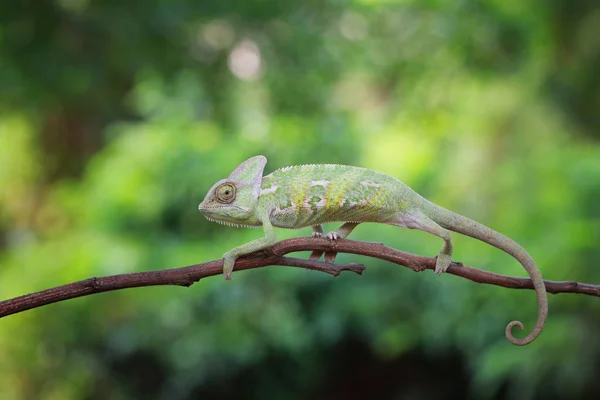 Side View Chameleon Branch Closeup View Selective Focus — Stock Photo, Image