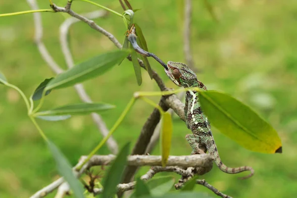 Chameleon Zachytil Hmyz Pohled Šatně — Stock fotografie