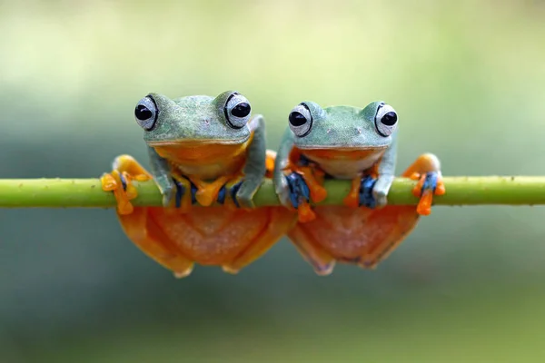 Twee Groene Kikkers Van Flying Zittend Een Plant Close Weergave — Stockfoto