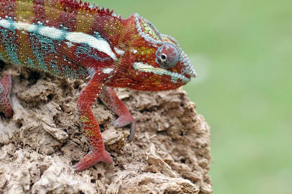 Perto Lagarto Sentado Rocha — Fotografia de Stock