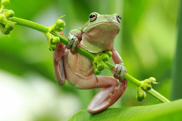 一只绿色的青蛙坐在一棵树上 — 图库照片