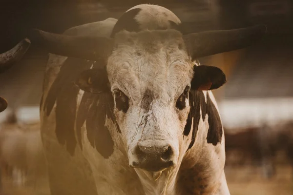 Portrait Bull Rodeo — Stock Photo, Image