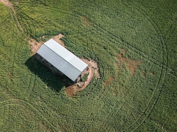 Vue Aérienne Une Grange Dans Champ Canola Victoria Australie — Photo