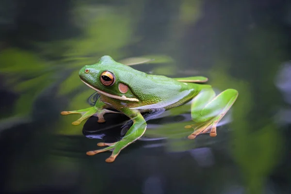 池塘中的白嘴树蛙 特写镜头 — 图库照片