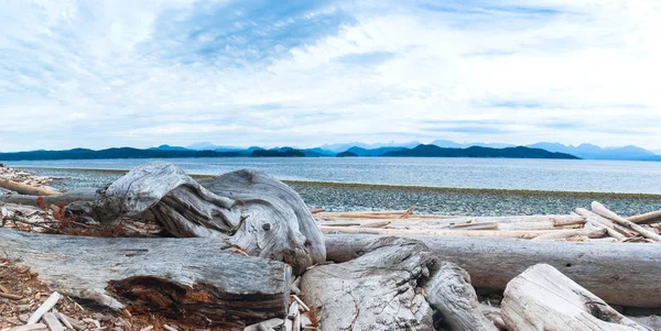 Driftwood Strandon Rebecca Spit Road Provincial Park British Columbia Kanada — Stock Fotó