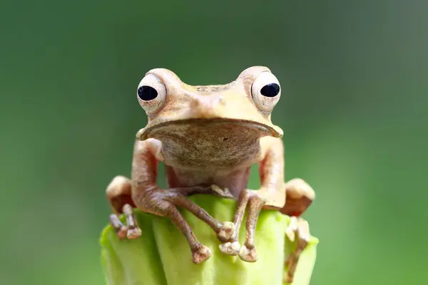 背景をぼかした写真のクローズ アップ ビューでジャワ アマガエル — ストック写真