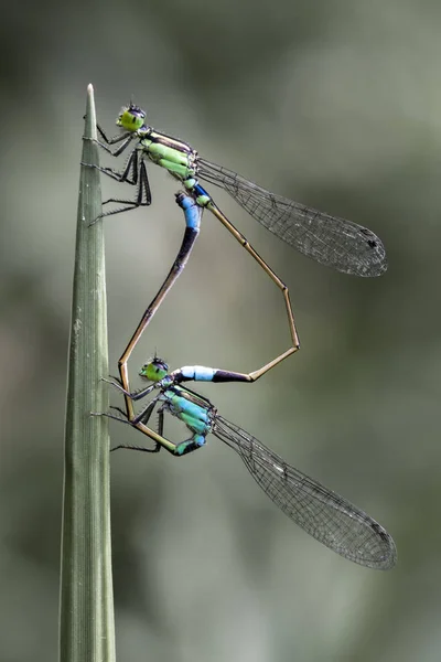 Closeup View Two Dragonflies Mating Blurred — Stock Photo, Image