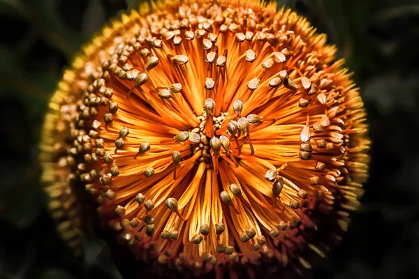 Primer Plano Woolly Orange Banksia Flor — Foto de Stock