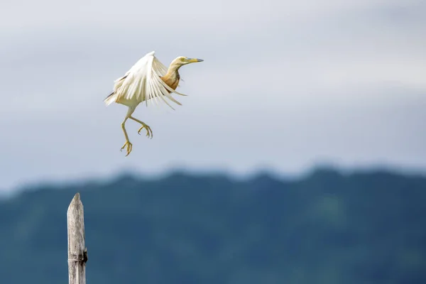 Side View Heron Taking Blurred Background — Stock Photo, Image