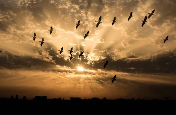 Hejno Pelikánů Letících Při Západu Slunce — Stock fotografie