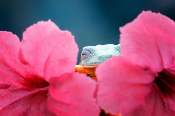 花のクローズ アップ ビューの背後に隠れているアマガエル — ストック写真