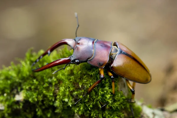 Gros Plan Scarabée Sur Une Plante Verte Fond Flou — Photo