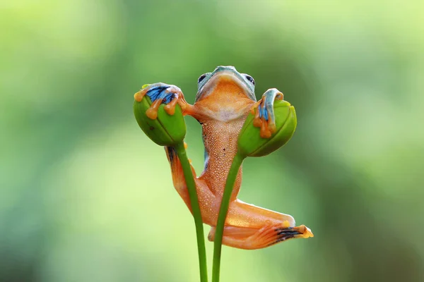 Close Shot Adorable Little Tropical Frog Natural Habitat — Stock Photo, Image