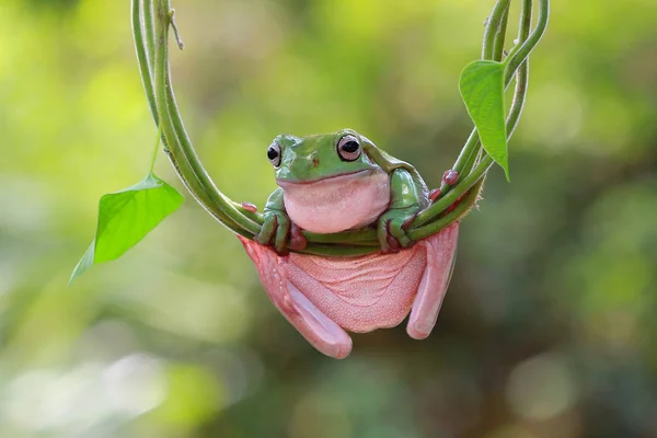 Close Shot Adorable Little Tropical Frog Natural Habitat — Stock Photo, Image