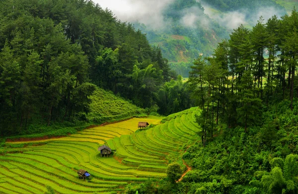 Vista Panorâmica Belo Terraço Arroz Verde Durante Pôr Sol Vietnã — Fotografia de Stock