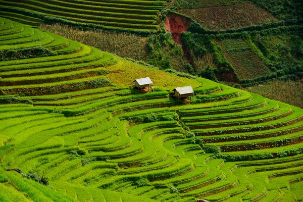 Scenic View Beautiful Green Rice Terrace Sunset Vietnam — Stock Photo, Image
