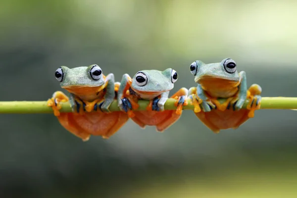 Крупным Планом Очаровательная Маленькая Тропическая Лягушка Естественной Среде Обитания — стоковое фото