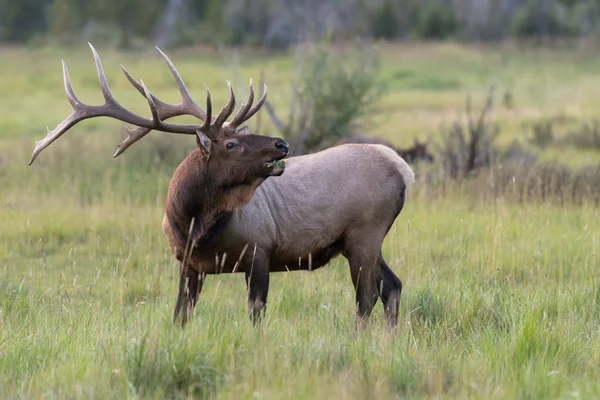 Scenic View Deer Rocky Mountain National Park Colorado Usa — Stock Photo, Image