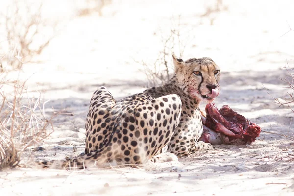 Vista Panorâmica Cheetah Alimentando Uma Matança Kgalagadi Transborder Park África — Fotografia de Stock