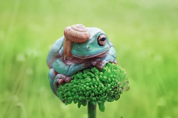 Doğal Ortamdaki Sevimli Küçük Tropikal Kurbağanın Yakın Plan Çekimi — Stok fotoğraf