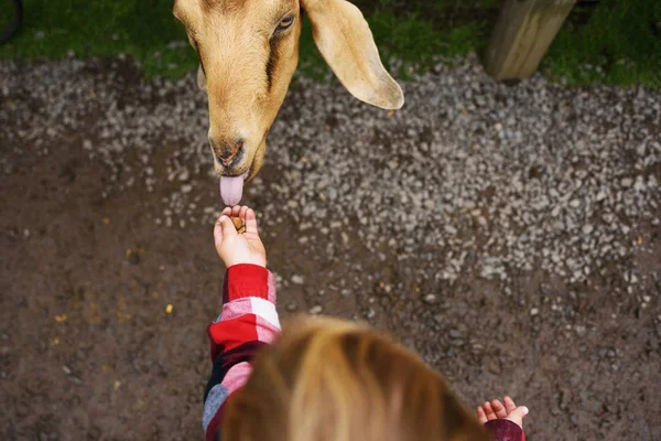 Sobrecarga Del Niño Pequeño Alimentando Una Cabra —  Fotos de Stock