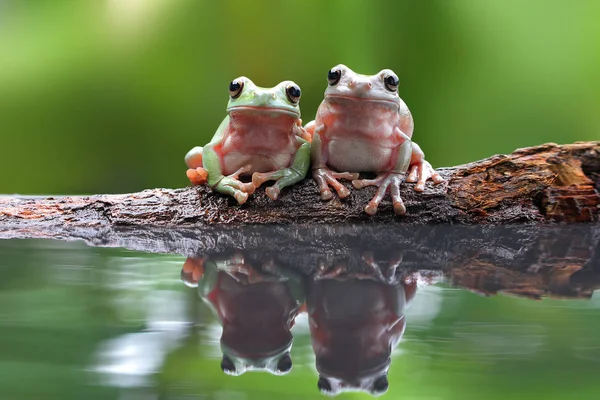 ぼやけた背景と池の近くに一緒に座っているダンプの木のカエル — ストック写真